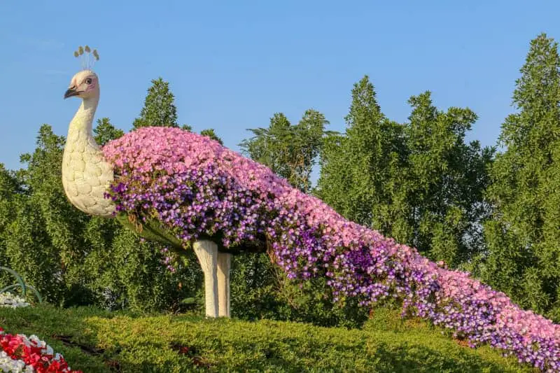 Peacock made of flowers display at Dubai Miracle Garden