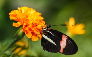 Butterfly on an orange flower at Dubai Butterfly Garden