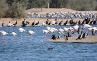 Birds at Al Qudra Lakes in Dubai desert