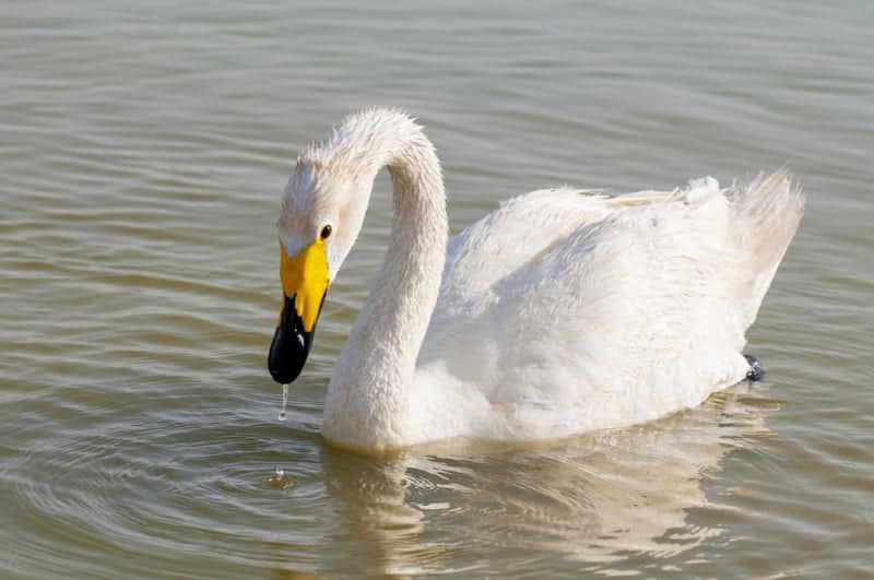 Swan at Al Qudra Lake in Dubai