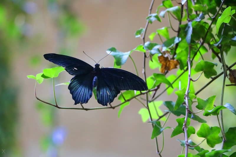 Butterfly at Dubai Butterfly Garden