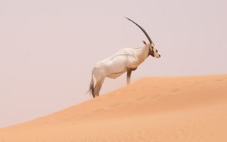 Arabian oryx in the Dubai Desert Conservation Reserve