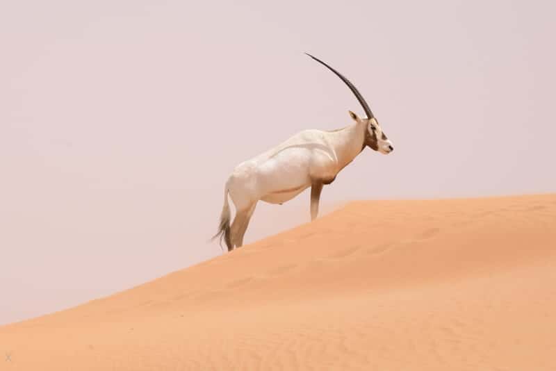 Arabian oryx in the Dubai Desert Conservation Reserve
