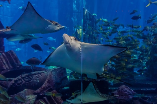 Honeycomb Whiprays at the Lost Chambers Aquarium, Dubai