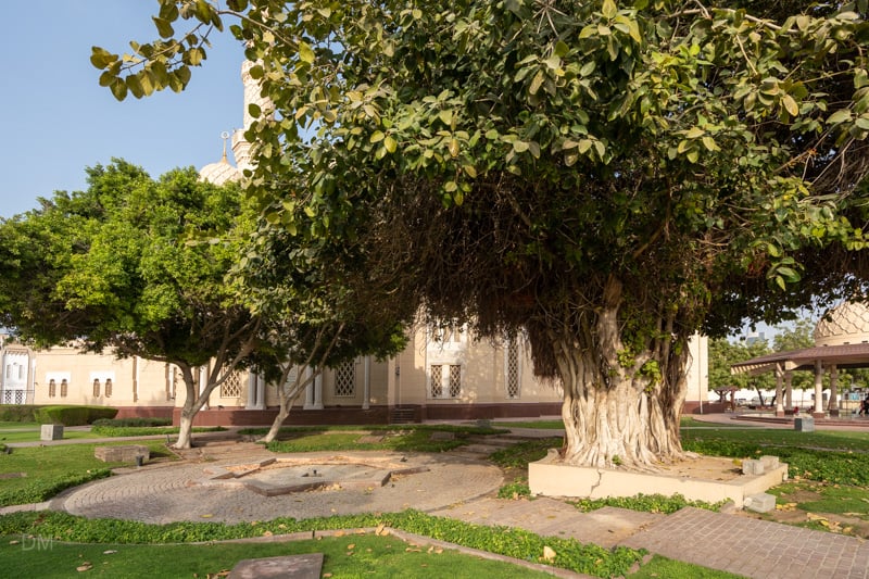Trees in grounds of Jumeirah Mosque, Dubai